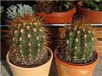 f61afbbe-ddb 041.JPG